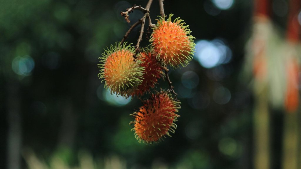 Rambutan: 15 aspetti interessanti di questo frutto esotico